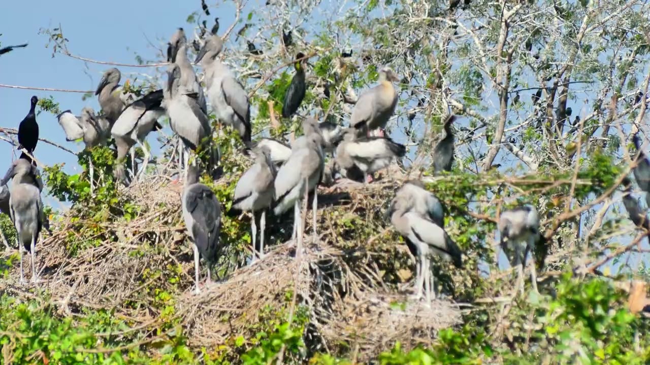 Freedom Of Bird Life Live In The Beautiful Forest and Peaceful Place  0064