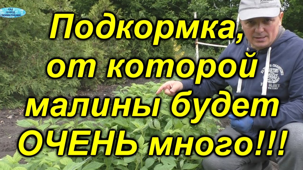 Наша 