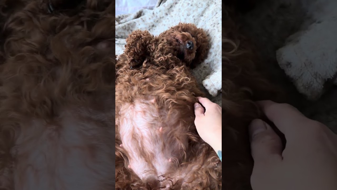Nala 60 days pregnant update