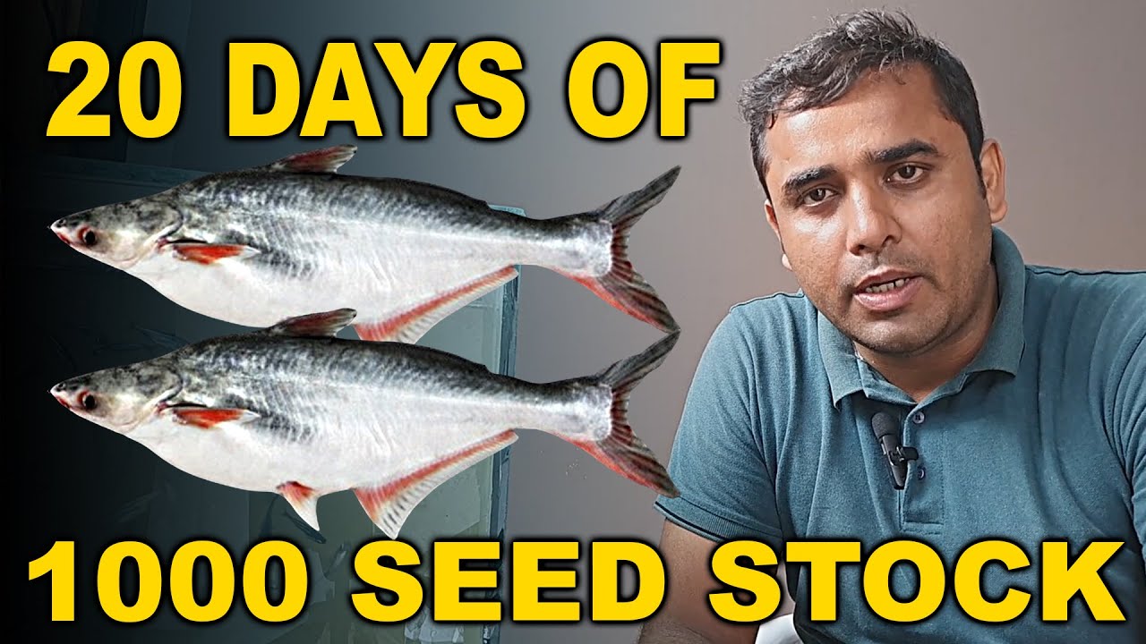 20 Days Of 1000 Pangasius Fish Seed in Small Aquarium by Assammak Farm