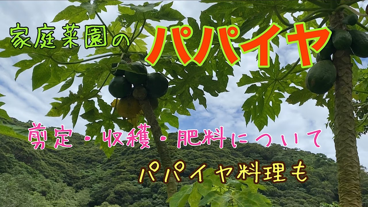 【家庭菜園】パパイヤの剪定・肥料について、収穫してパパイヤ料理を作ってみました
