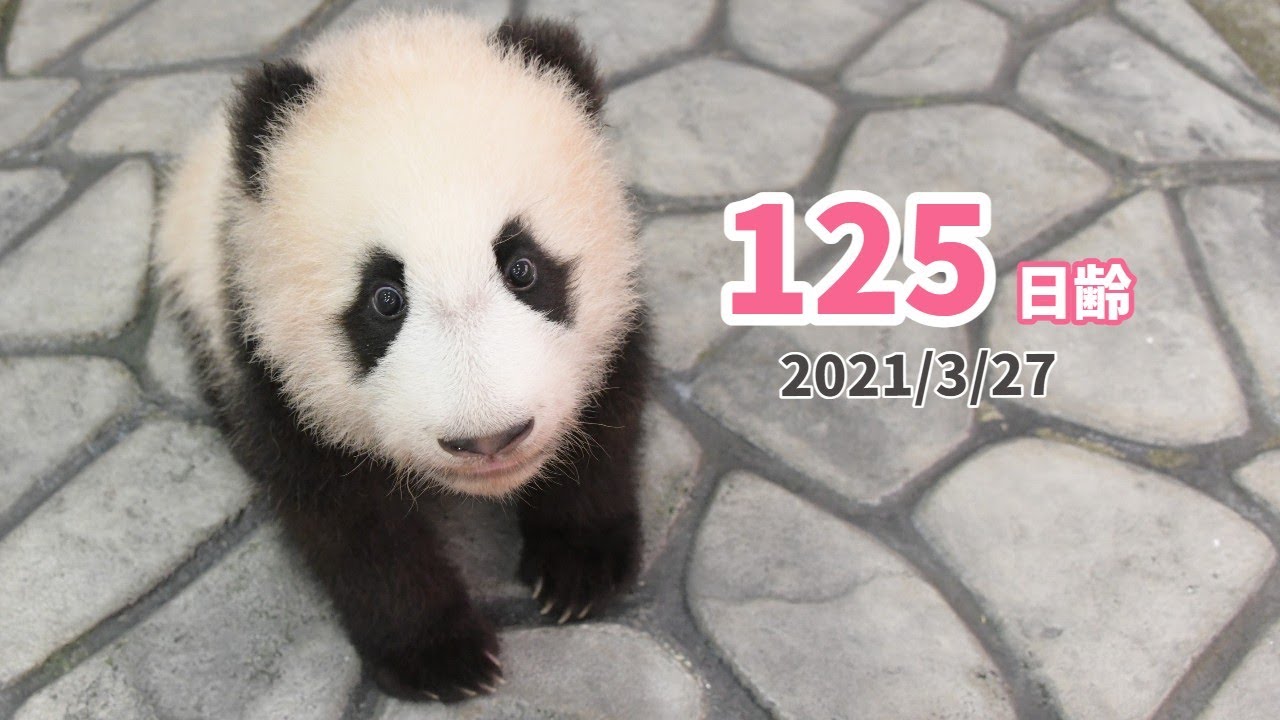 【パンダの赤ちゃん（楓浜）】アクシデントに驚きが隠せない楓浜（125日齢）