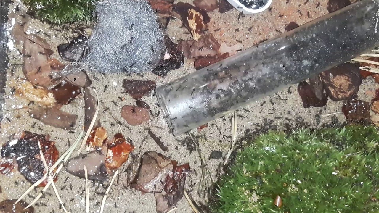 Zwei neue Ameisenarten - Messor aciculatus und Paratrechina longicornis ( Black Crazy Ants )