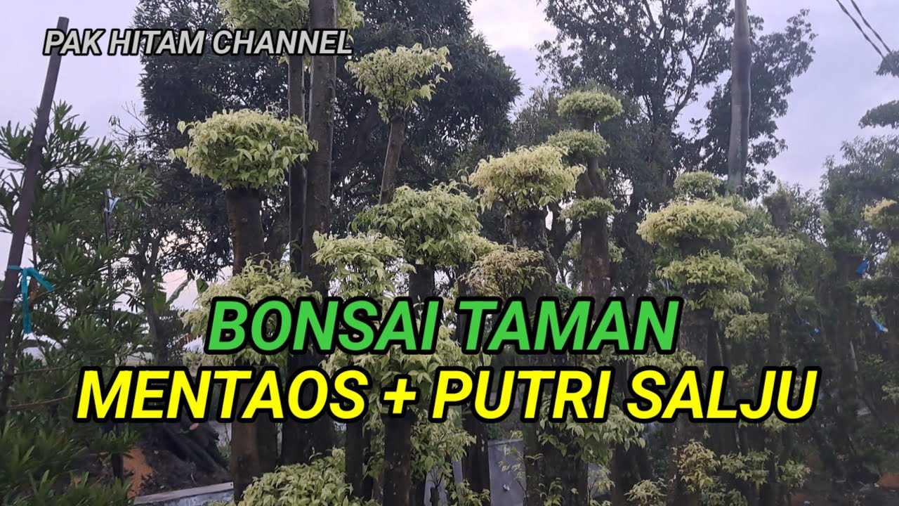 BONSAI TAMAN : MENTAOS SAMBUNG PUTRI SALJU
