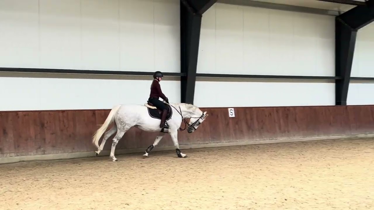 SOLD Gracia 7 yo mare for showjumping 