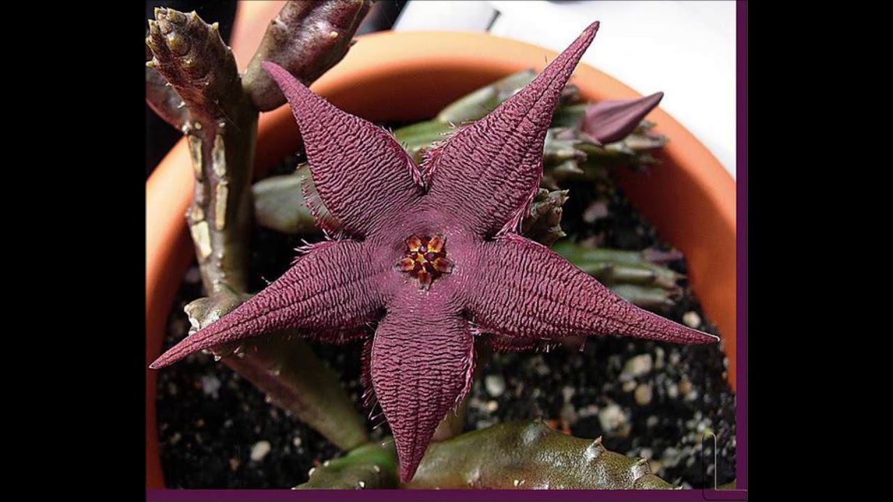 STAPELIA SCHINZII