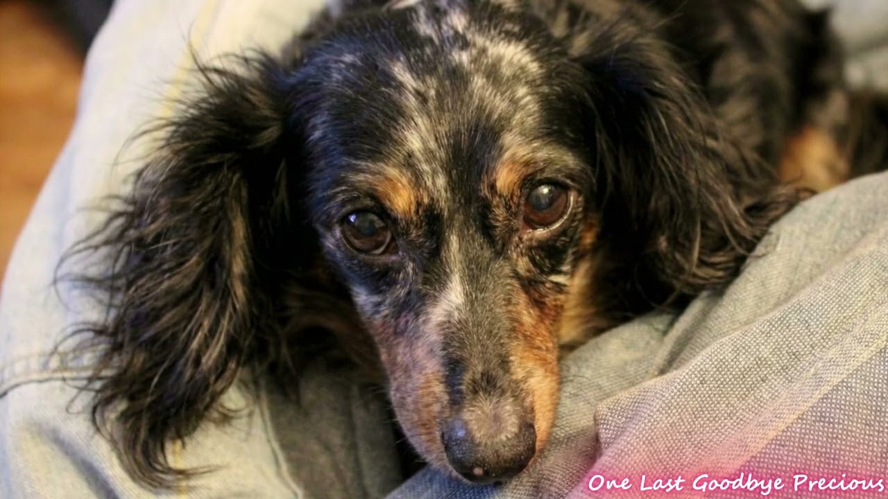 One Last Goodbye - A Heartbreaking Dog Tribute Song | Goodbye Precious