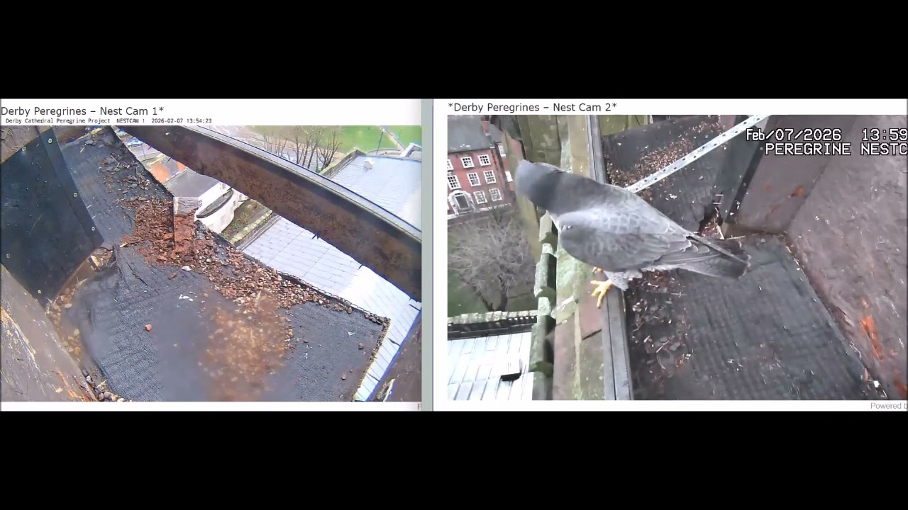 Derby Peregrines Trying to scrape non existent gravel 7th Feb 2026