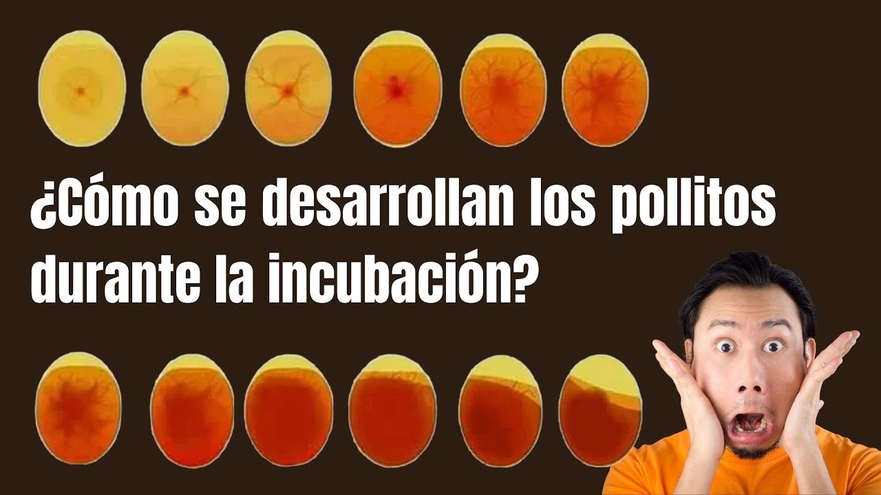 ¿Cómo nacen los pollitos? (Virtual)