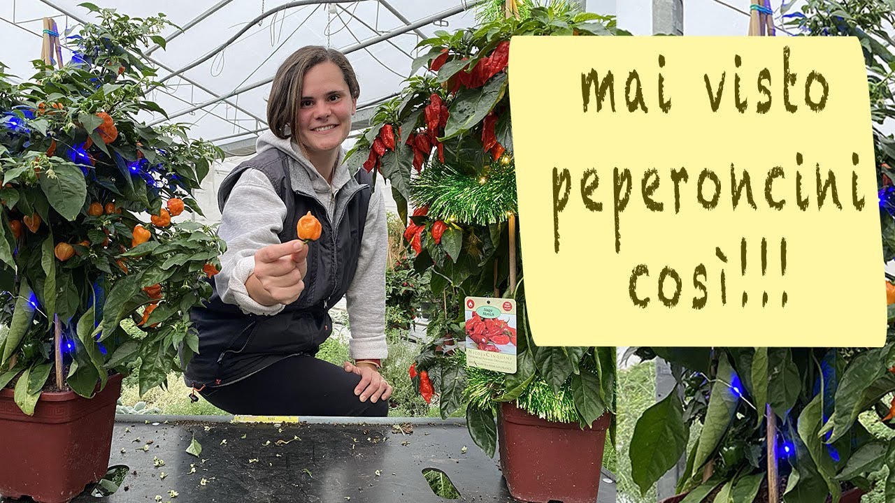 PEPERONCINO come farlo SOPRAVVIVERE per l'inverno e non solo