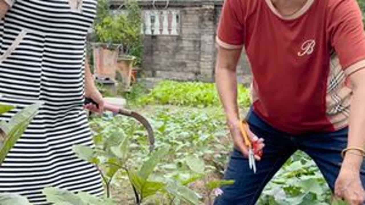 姐妹们你们家菜园子都种了什么菜，一起分享下！#我的乡村生活 #记录真实生活 #农村生活 #自己种的纯天然的绿色蔬菜