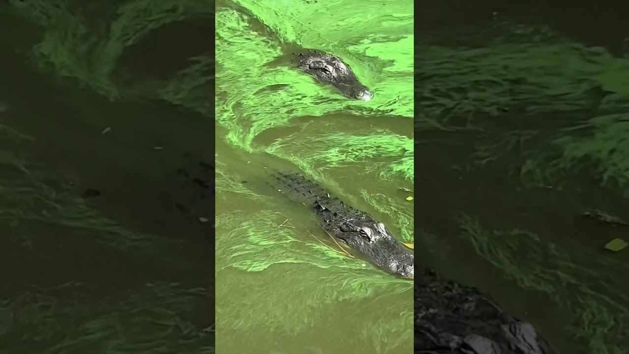 You have never seen this many gators at one spot 