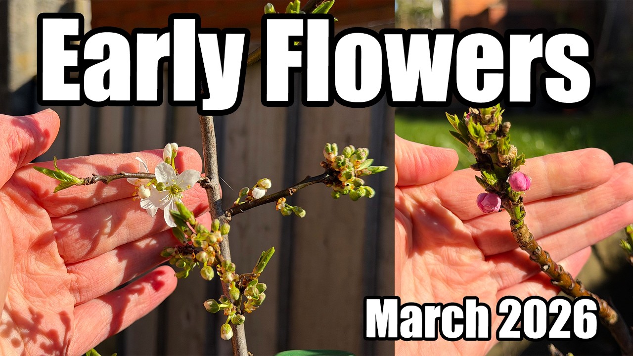 Early Flowers & New Growth - A Look Around The Garden - Early March 2026