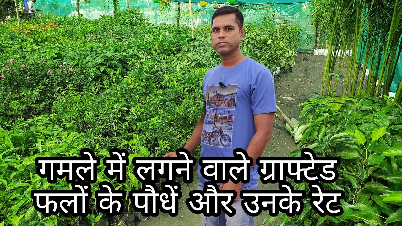 Grafted fruit plants and it's price