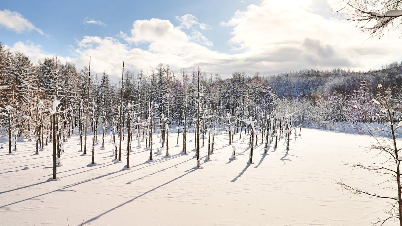 美瑛・富良野　雪道ドライブ　2025 12 13~14　しほの旅日記