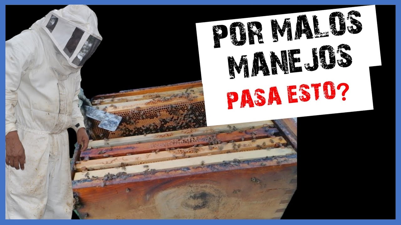 🐝 MIREN LO QUE HA PASADO CON NUESTRO 🐝SUPERENJAMBRE🐝 | Apicultura para Principiantes🐝
