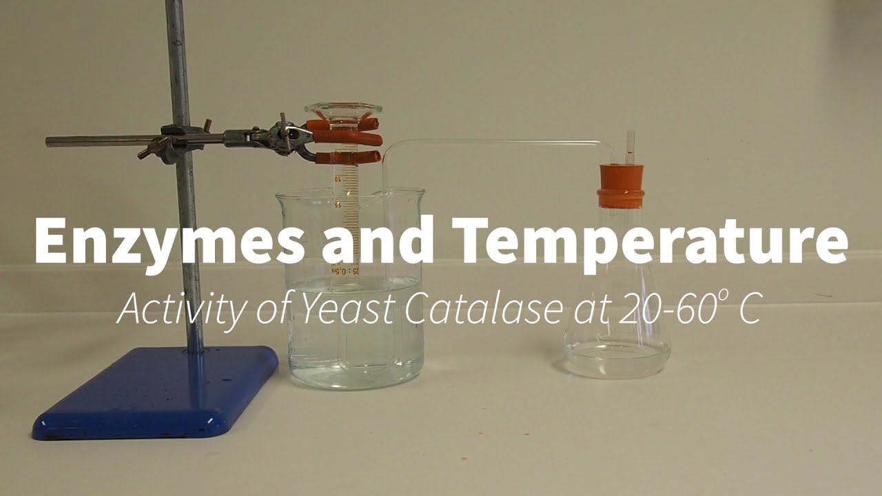 Yeast catalase and temperature