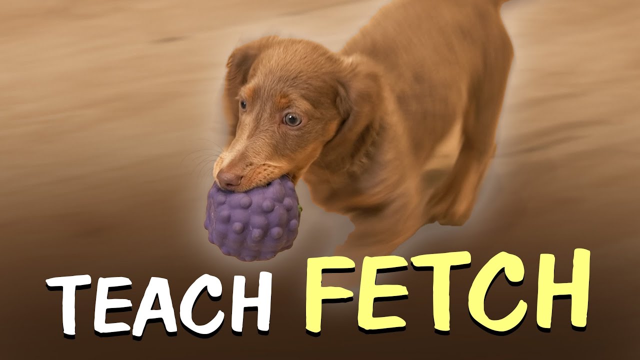 Teach Your Dog to Fetch FAST!