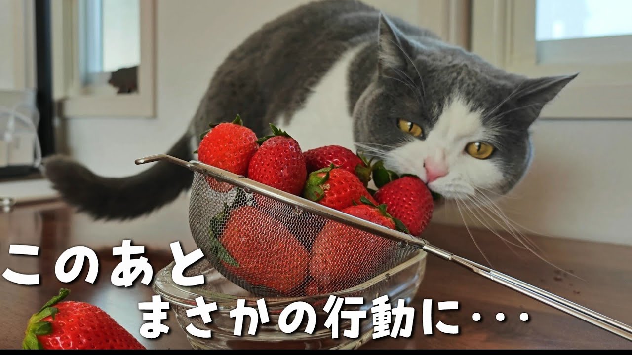 いちごを食べようとしたら猫がまさかの行動に出ました