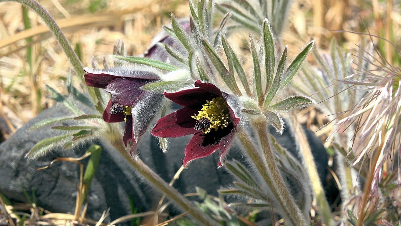オキナグサ (翁草) 群生地 ~絶滅危惧種の多年草~ 2020年4月6日撮影 : 上平翁草群生地 (栃木県塩谷郡塩谷町 大久保) : 4K
