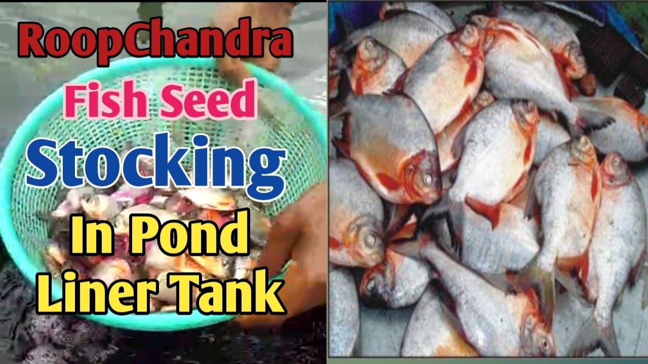Biofloc l RoopChandra Fish Stock In Pond Liner Tank l Pond Liner Biofloc Fish Farming l Roopchandra