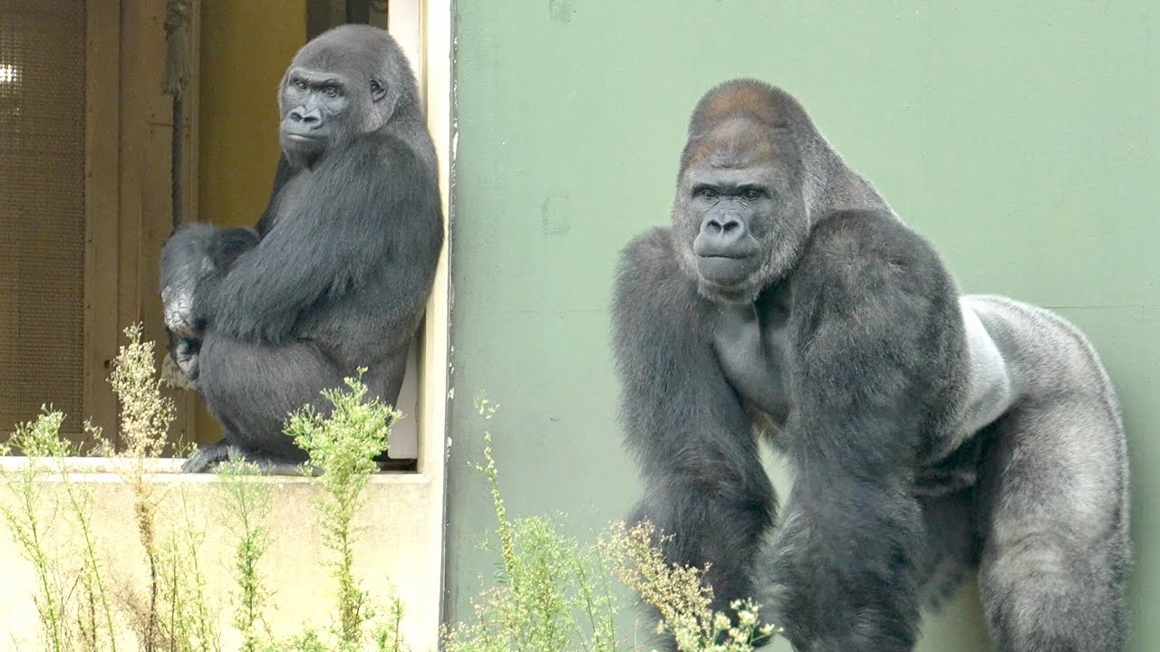 Серебряная спина, который не подпускает своего сына к самке гориллы.｜Shabani Group