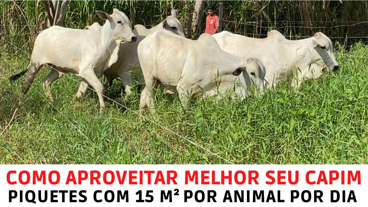 Como aproveitar melhor o seu Capim - Piquetes com 15 M² por animal por dia