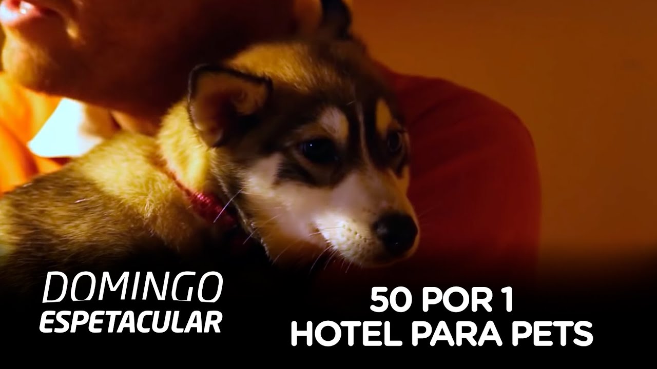 Hotel 5 estrelas para pets, Dubai