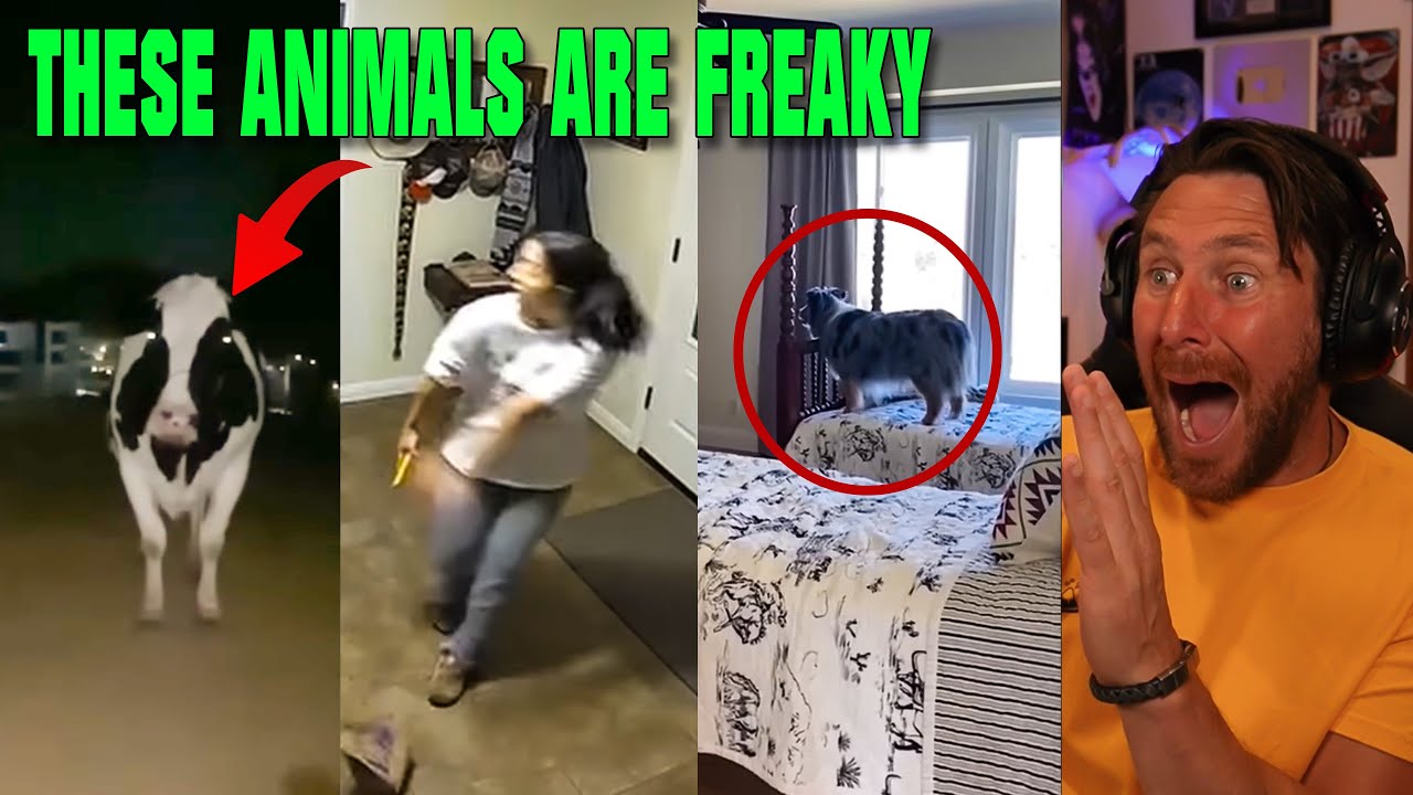 Holy Cow! Scary Paranormal Videos To Make You Believe In Ghosts
