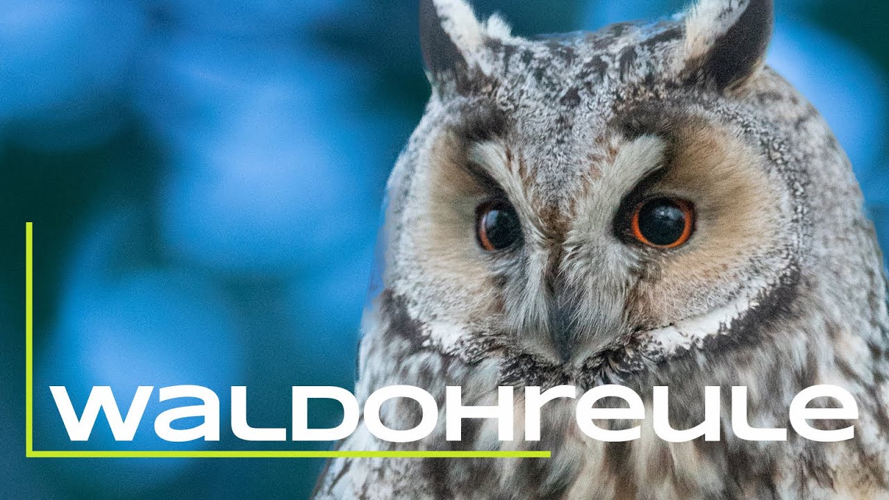 Die Waldohreule - Steckbrief - Die Eulen Europas