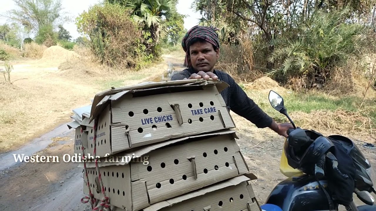 Australia kukuda farm//Bargarh poultry farm Odisha//Vanraj kukuda farm Odisha 2021