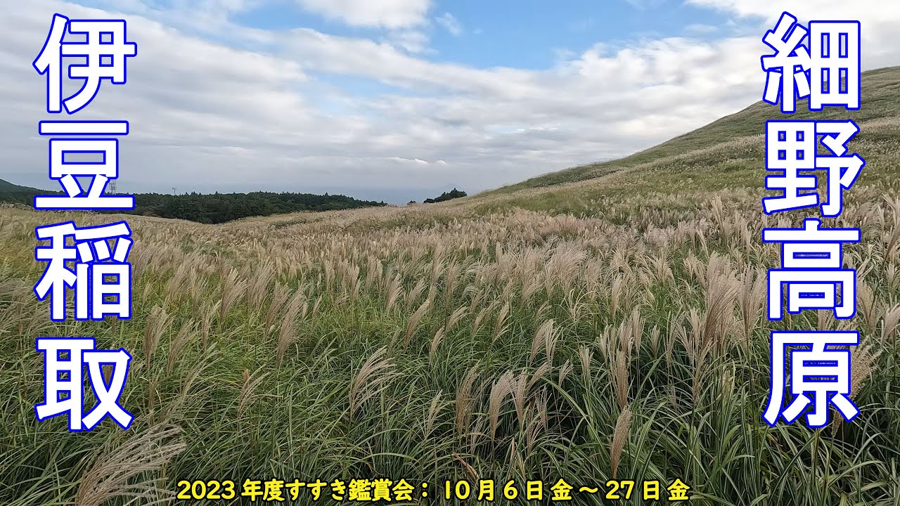 【すすき・絶景】秋の伊豆稲取 細野高原 三筋山