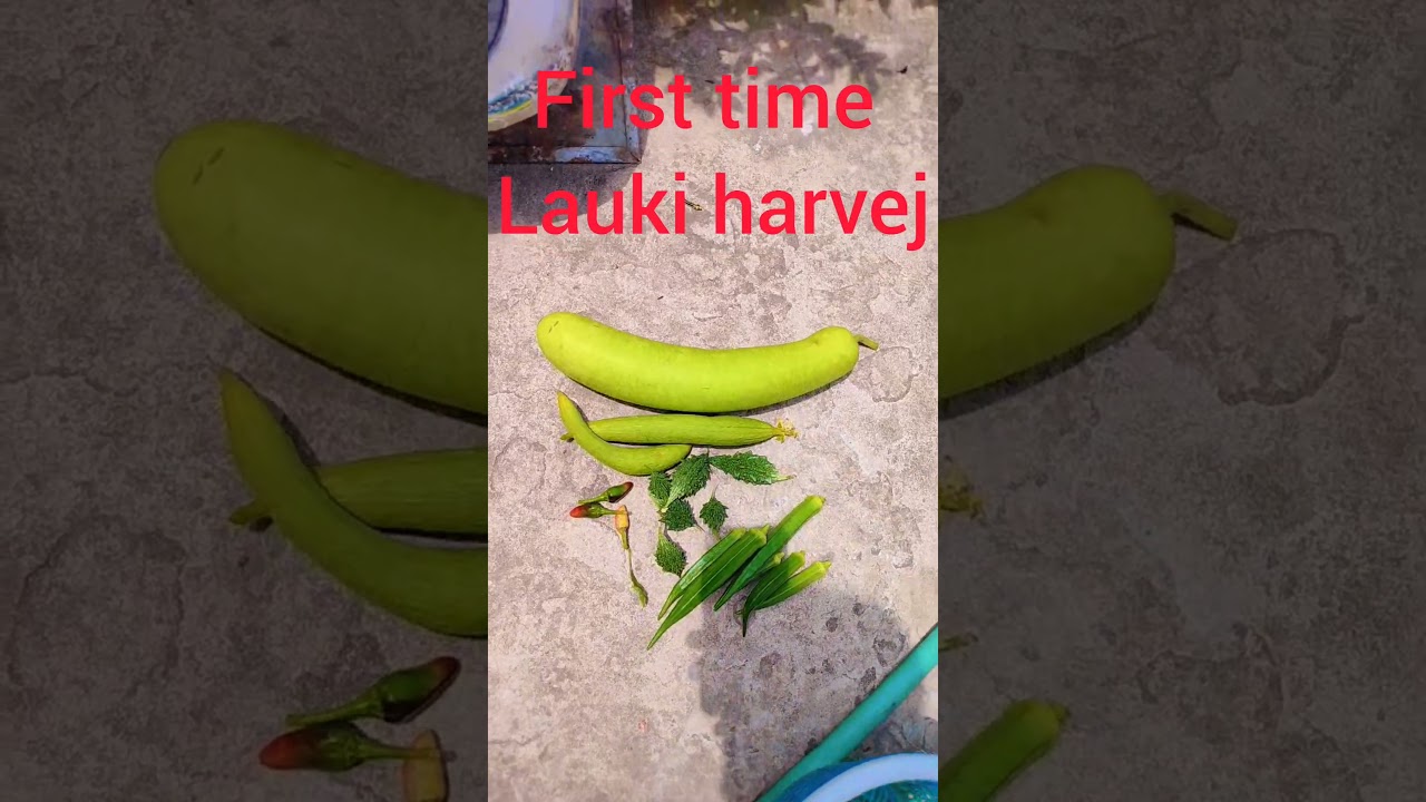 first time lauki harvest 