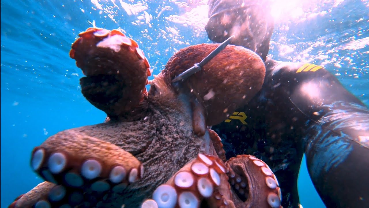 🔱🔱🔱 BIGGER OCTOPUS 7,5Kg!!!! Spearfishing_elite_pro!!!🔱🔱🔱 💥💥💥