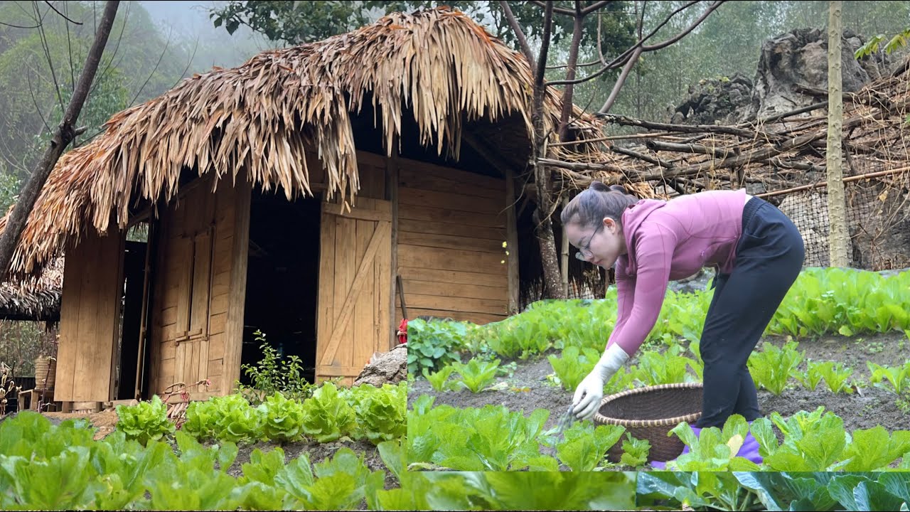 Revived a successful gravel garden in 3 years with great results