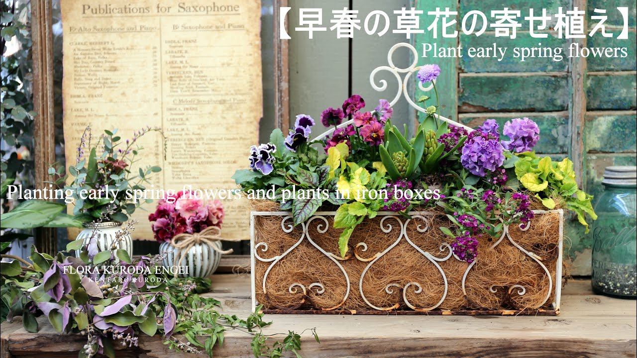 寄せ植え／早春の草花を使ったアイアンBOX　【冬のガーデニング】ヒヤシンス、スカビオサ、パンジー-フローラ黒田園芸-4K ULTRA HD