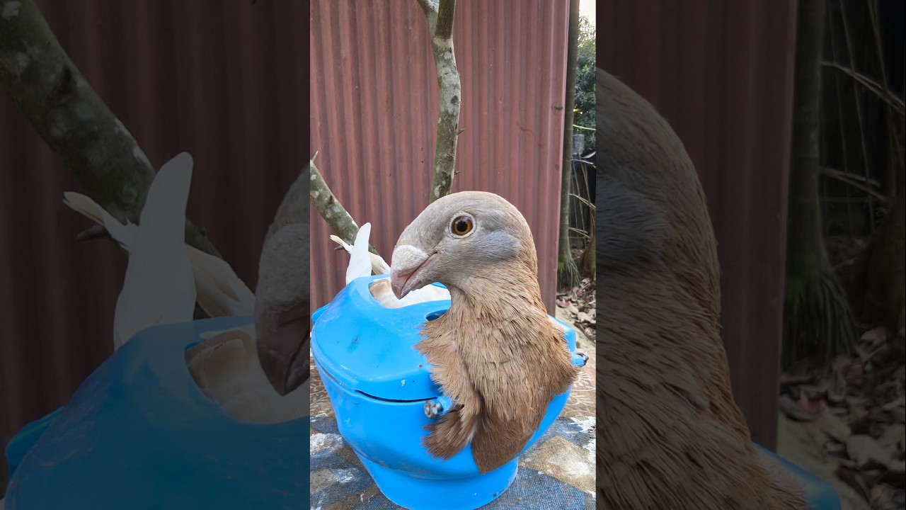 kabutar garlic 🧄 health care kalapati #garlic #kabutar #pigeon #kalapati