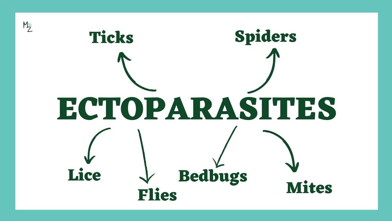 Ectoparasites | Lice, Flies, Bedbugs, Mites, Ticks, Spiders | Demodex, Trombicula, Dermatophagoides