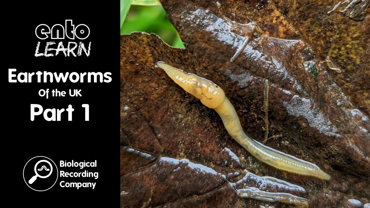 Earthworms of the UK Part 1