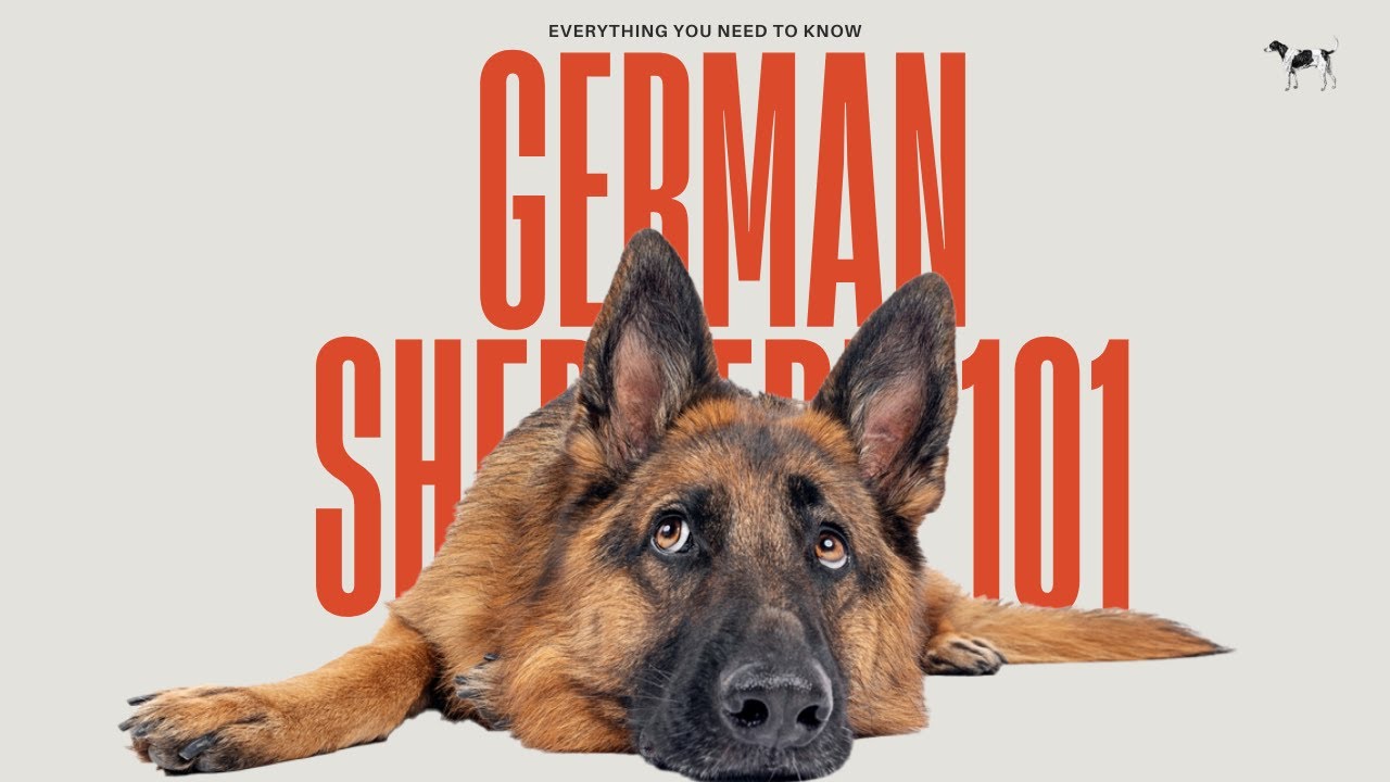 German Shepherd 101 | Everything You Need To Know About This Intelligent & Versatile Breed.