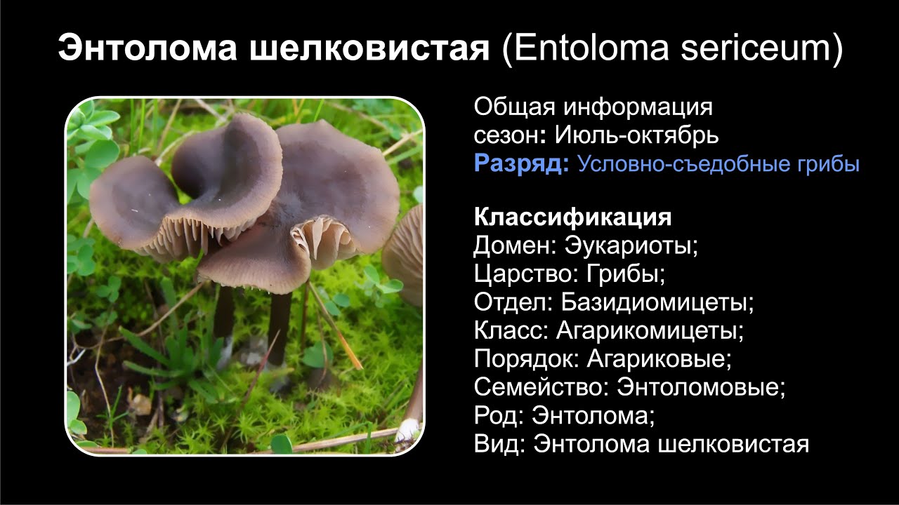 Энтолома шелковистая (Entoloma sericeum)