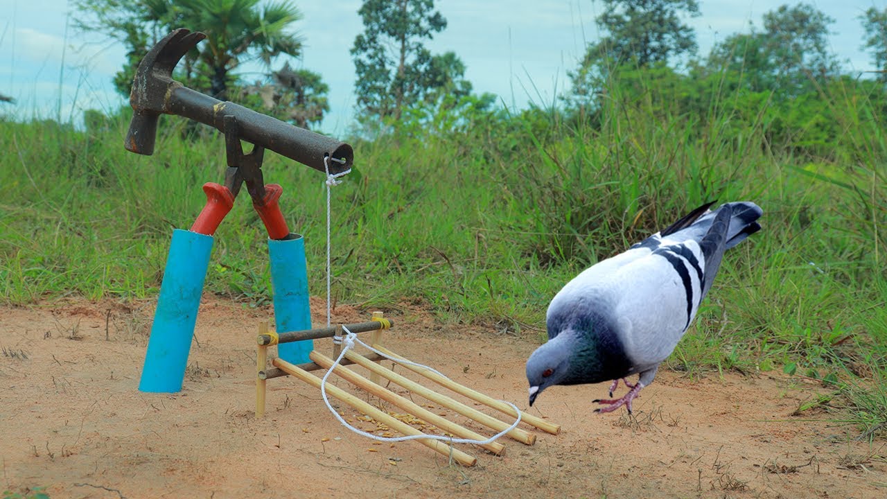 Method Unique Bird Trap - Creative Quick Pigeon Trap Make From Pliers & Woods
