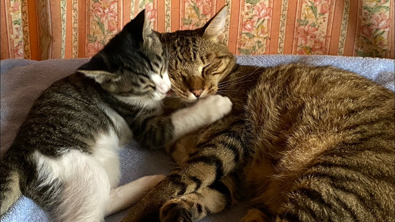 保護猫のチーちゃん、ニャンズに見守られながら元気いっぱいに成長中です！