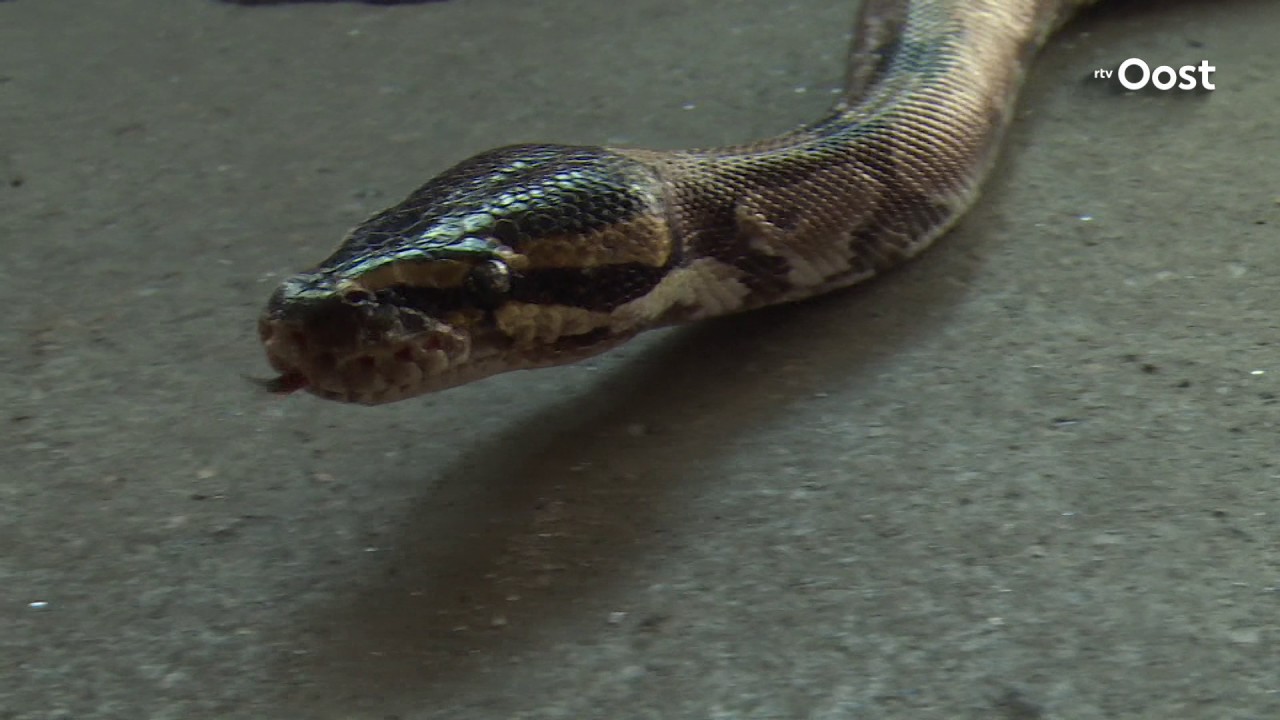 Op stap voor een lezing? Conservator museum neemt python Loesje mee op de achterbank