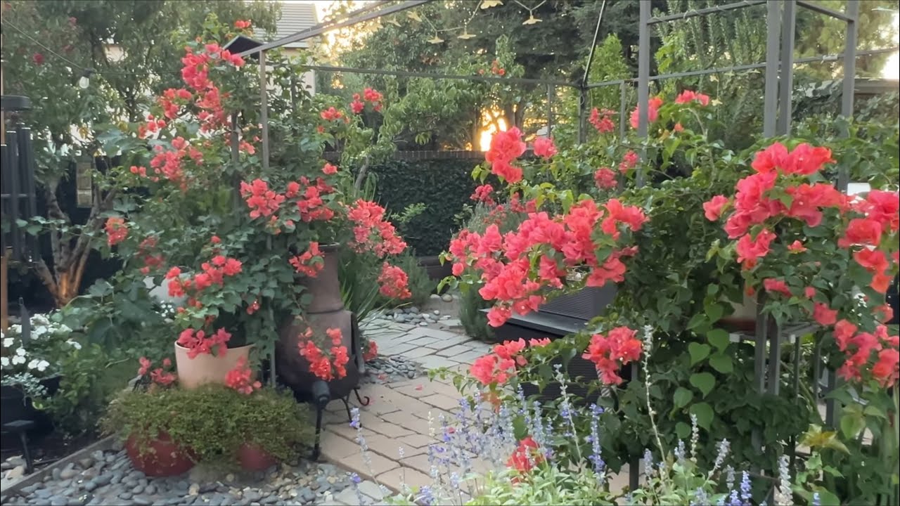 September Garden in Full Bloom 🪴🌺Home Garden Walk for Pure Relaxation