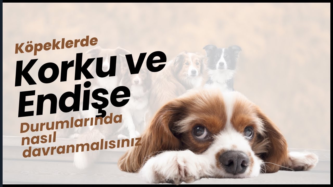 Köpeklerde Korku ve Endişe Durumlarında Nasıl Yardımcı Olmalıyız?