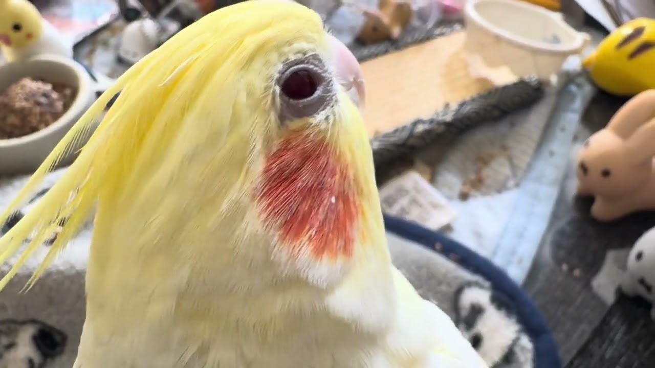 オカメインコのチョコボのモーニングルーティン 2026.2.10