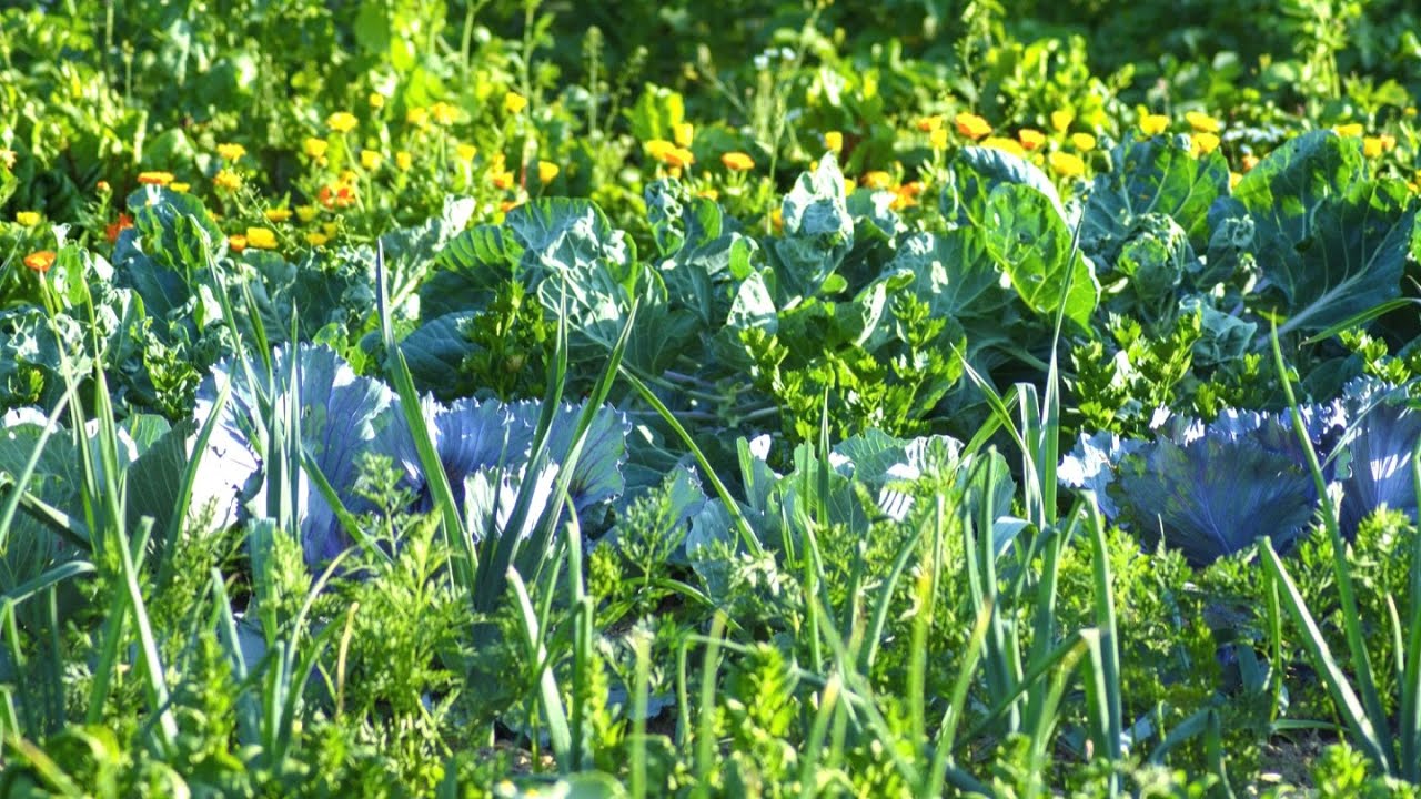 fruit plants in terrace garden  | ghar par fal ke podhe kese lagaye