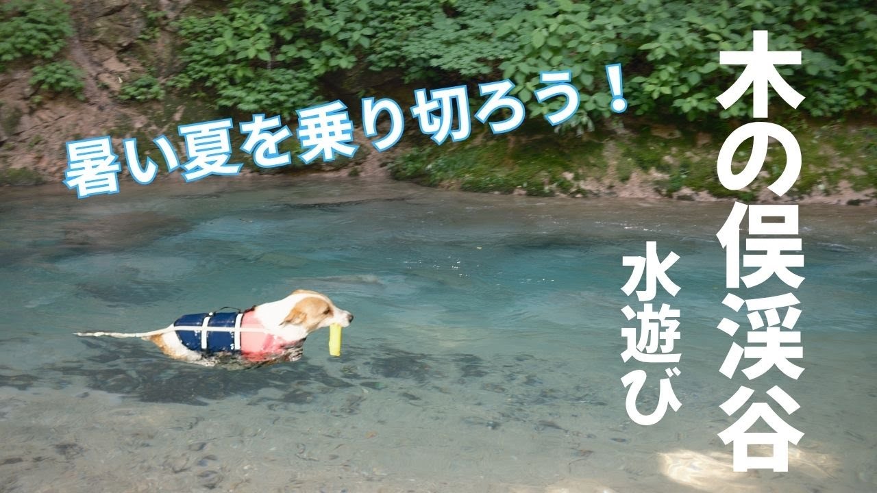 木の俣渓谷で愛犬と夏の冒険！冷たい清流で水遊び🐾