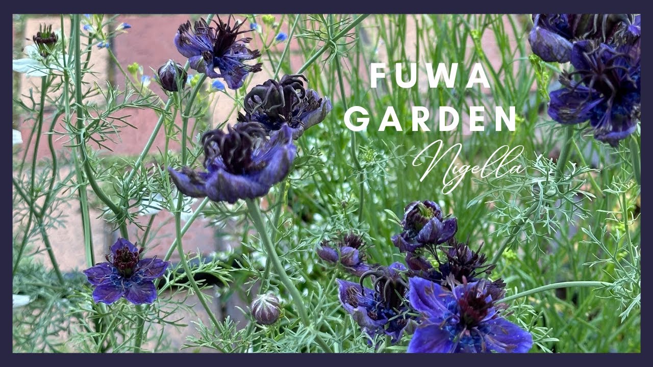 育てやすい花 //ニゲラ Nigella 耐寒性１年草 アメリカンブライド//ミッドナイト｜｜FUWA Garden｜｜2024年7月19日